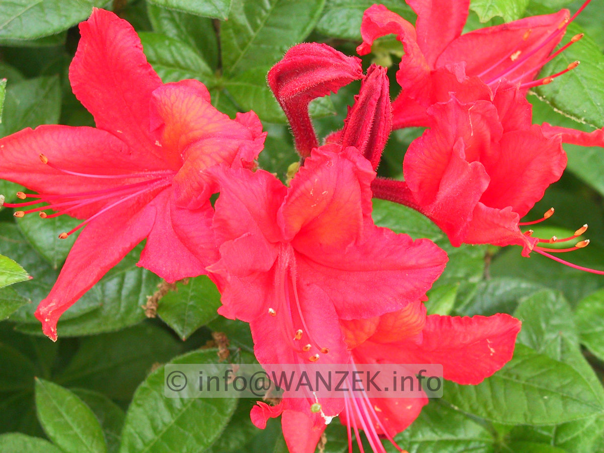 Azalea knaphill Royal Command Macro.JPG